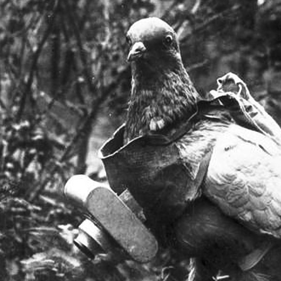 Bob the carrier pigeon drops off some jpegs of yesterday's research seminar. (Bundesarchiv Bild, 183-R01996, CC BY-SA)