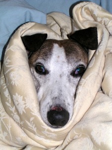 Poorly dog wrapped up