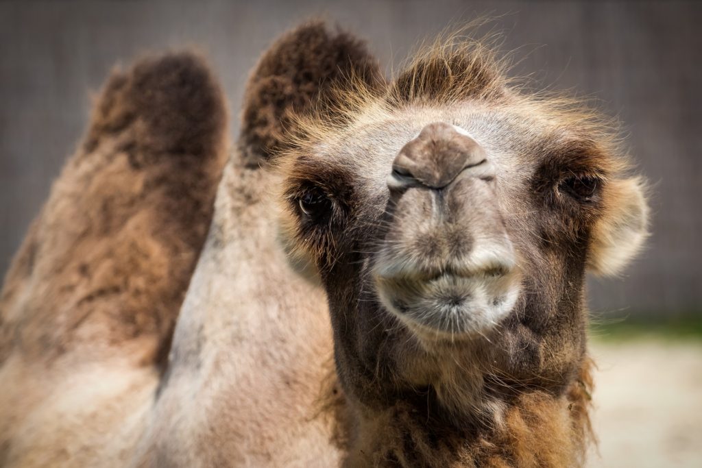 Bactrian camel