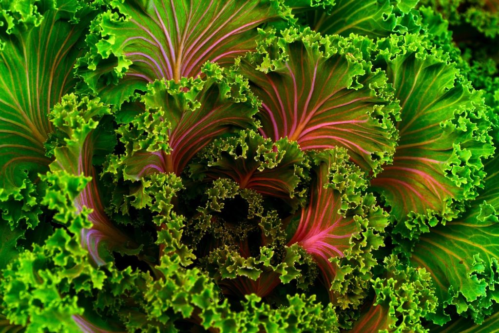 Kale leaves