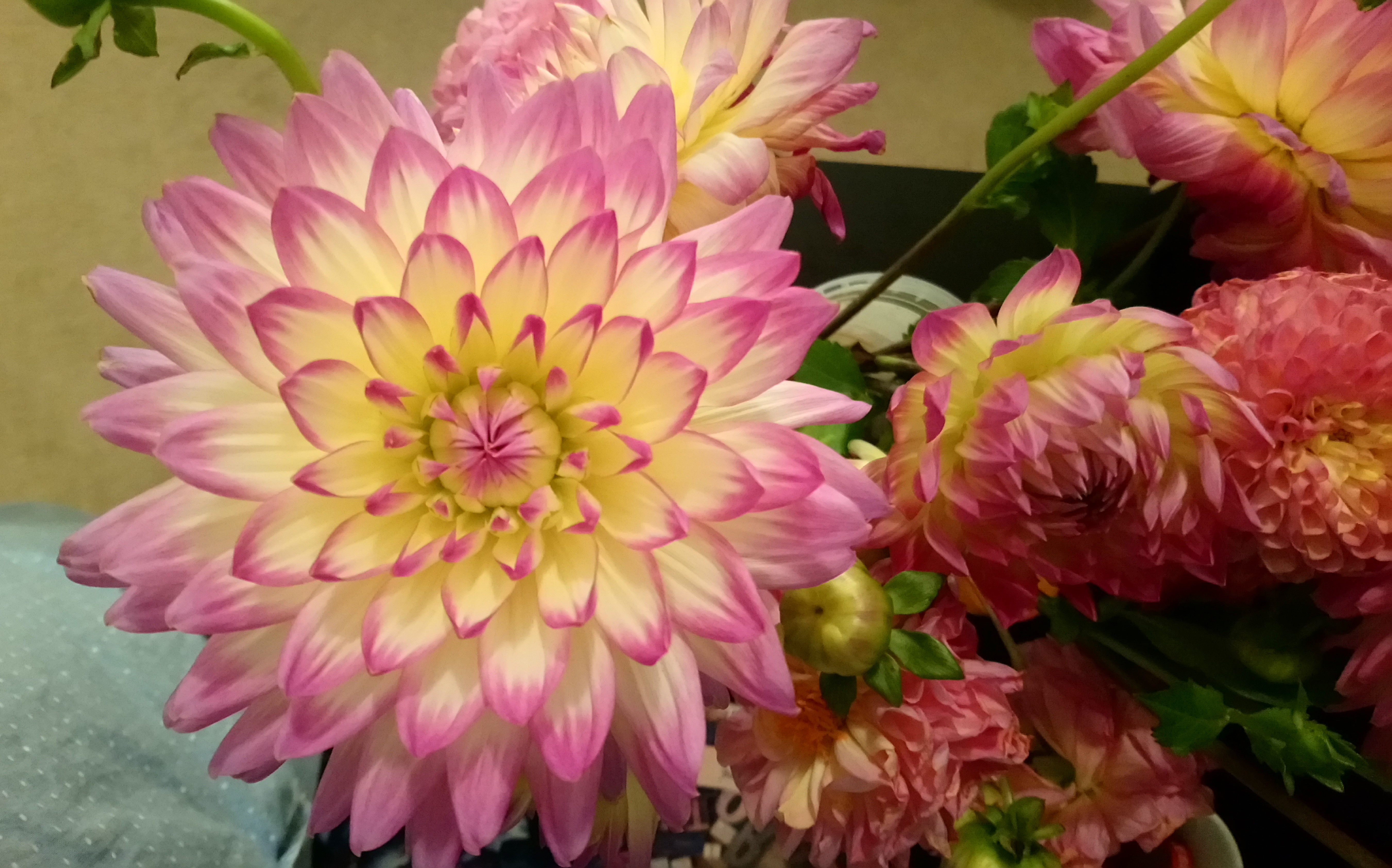 Birthday dahlias