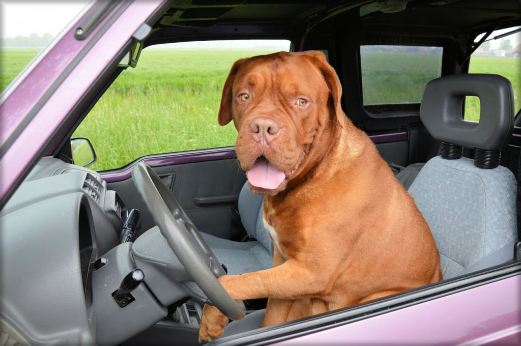 Dog behind the wheel of a car, paw on the steering wheel